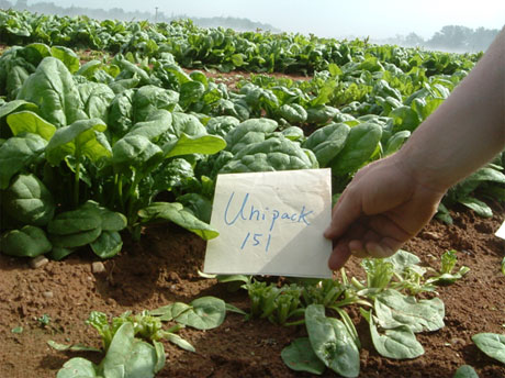 Spinach Farming